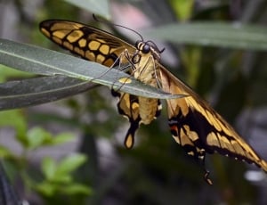brown and black swallowtail butterfly thumbnail
