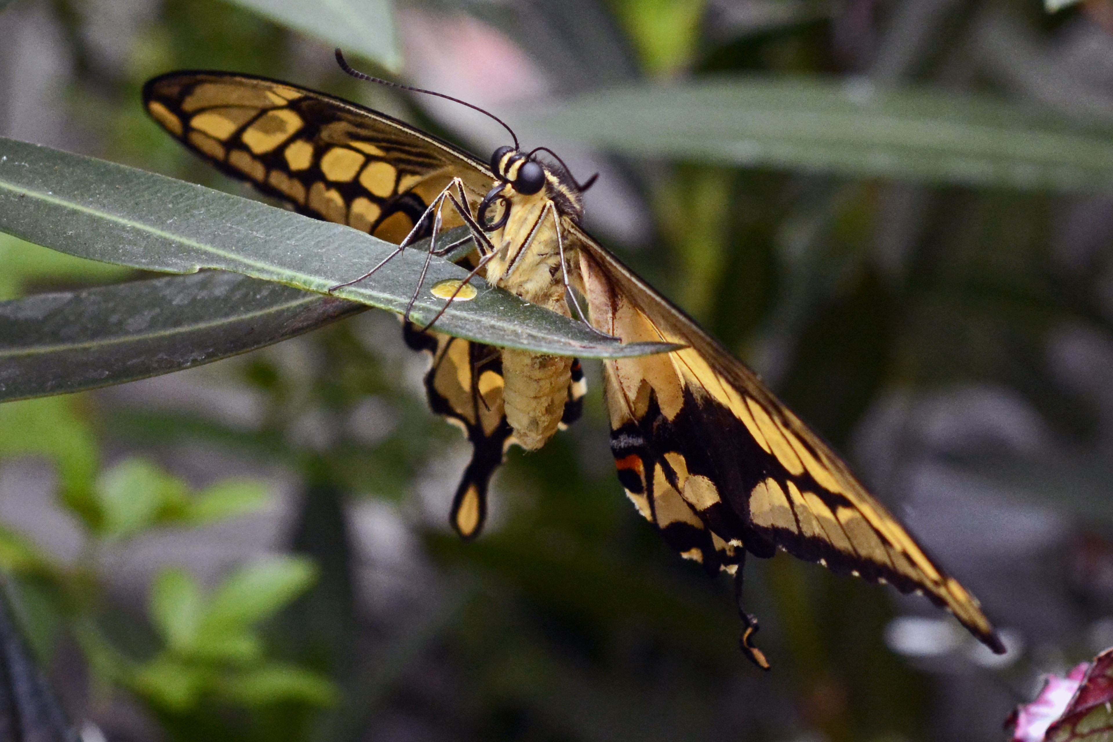 brown and black swallowtail butterfly