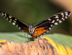 black, white and orange butterfly in closeup photography thumbnail