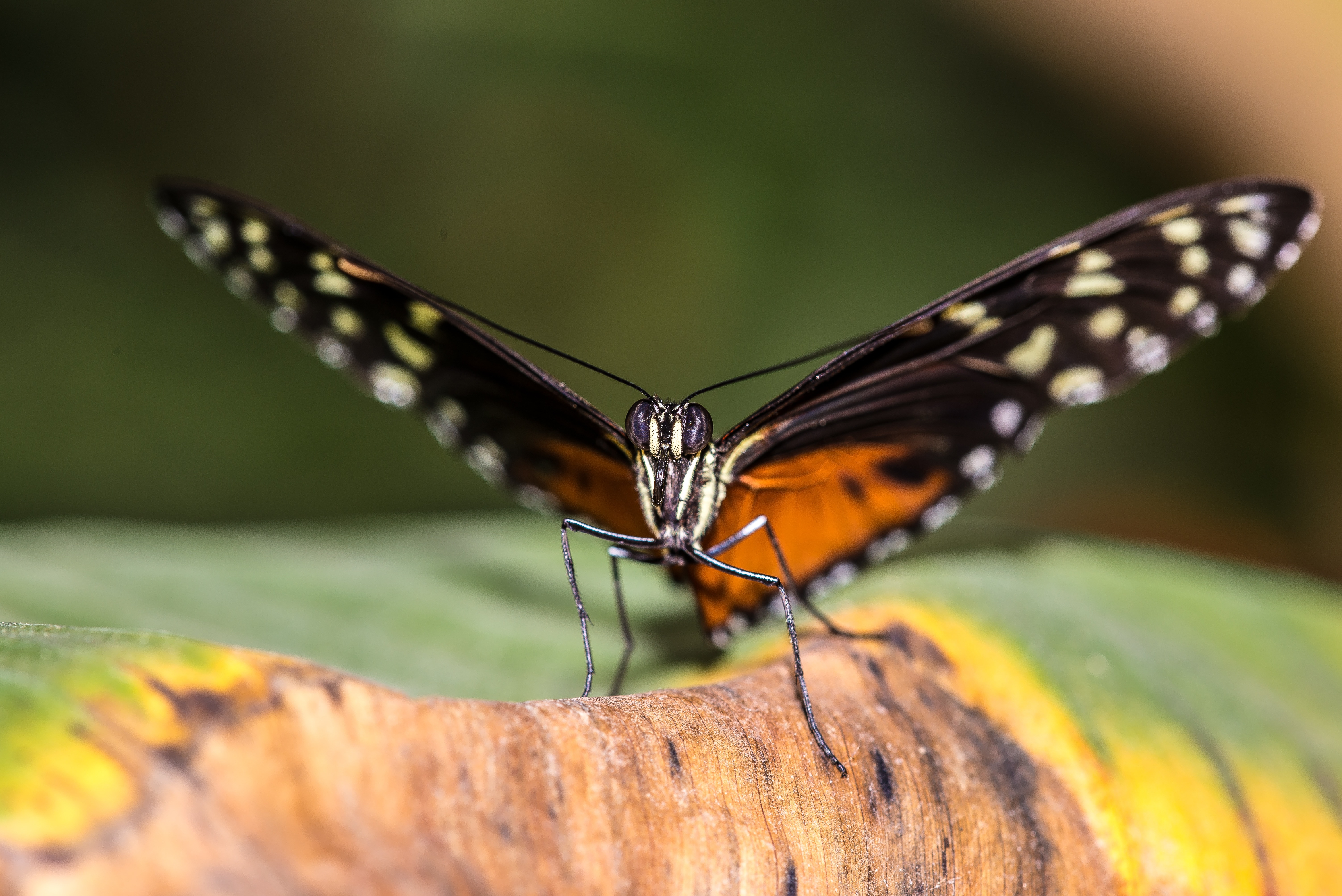 black, white and orange butterfly in closeup photography