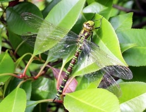 green dragonfly on green leaf thumbnail