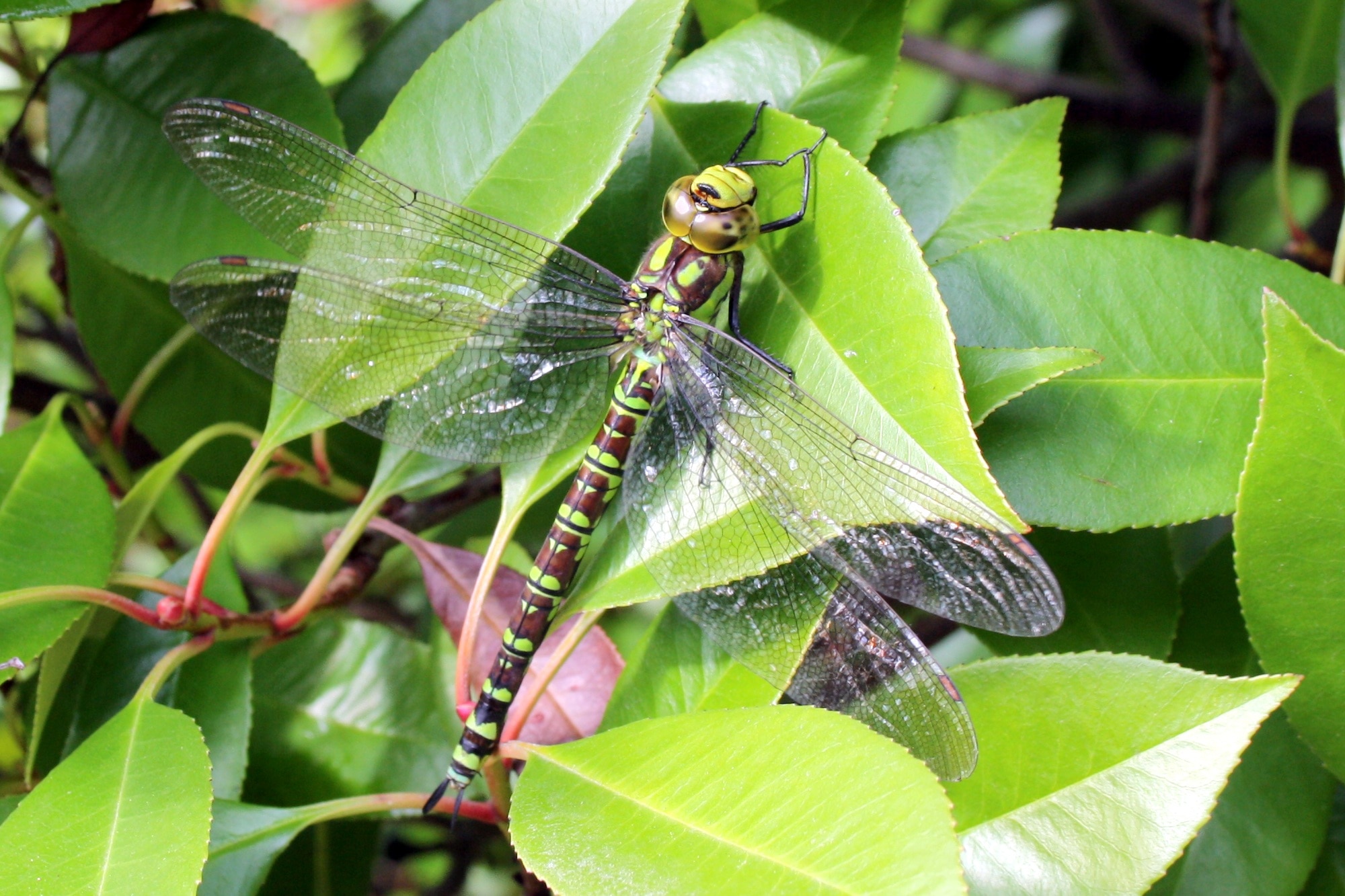 green dragonfly on green leaf
