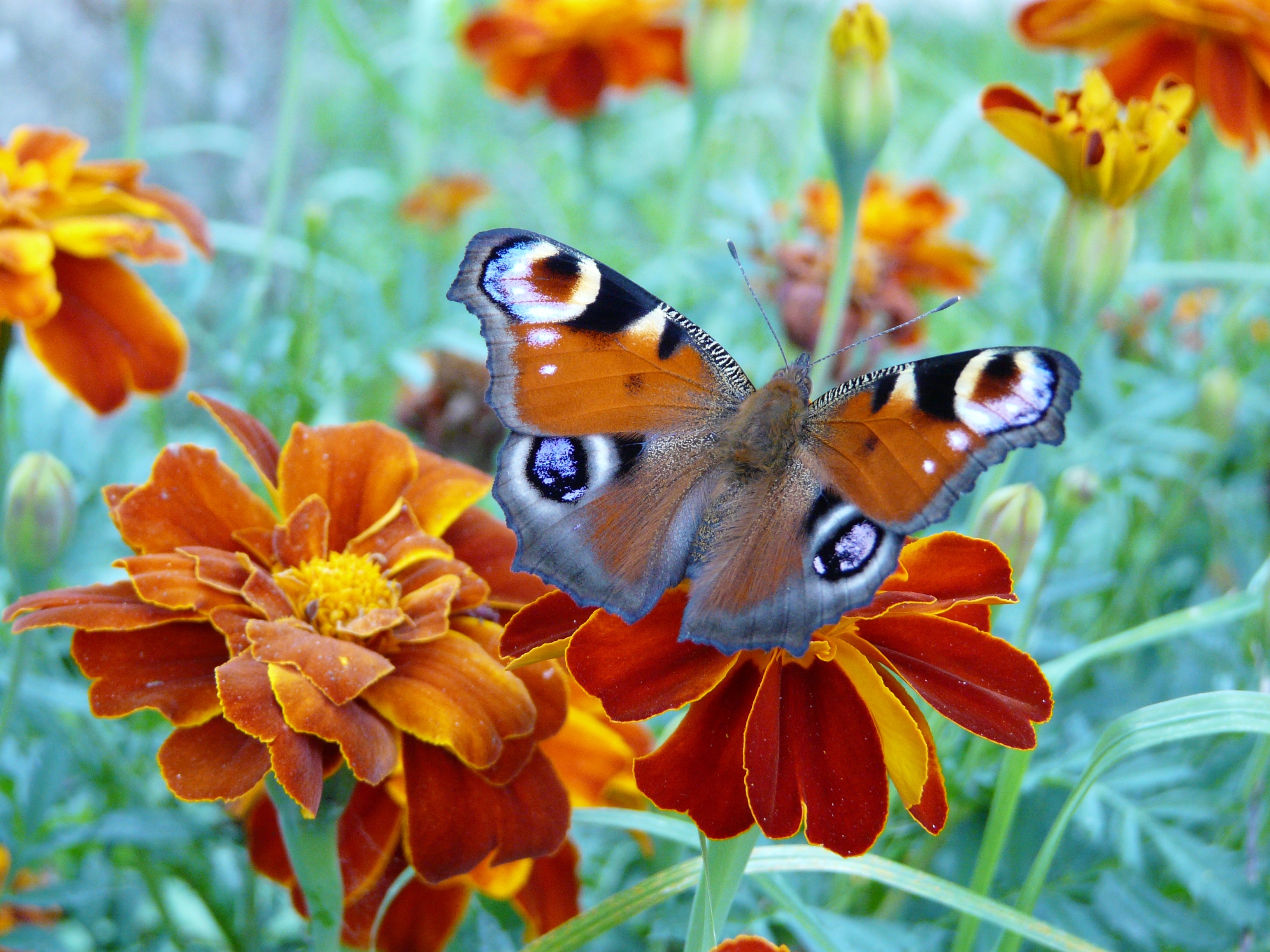 brown and gray butterfly