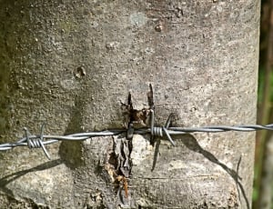 Barbed Wire, Wiring, Wire, Metal, Thorn, animal themes, day thumbnail