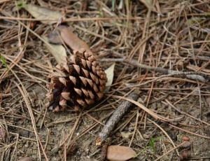 brown pinecone thumbnail