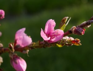 Spring, Peach Tree, Peach Blossom, flower, fragility thumbnail