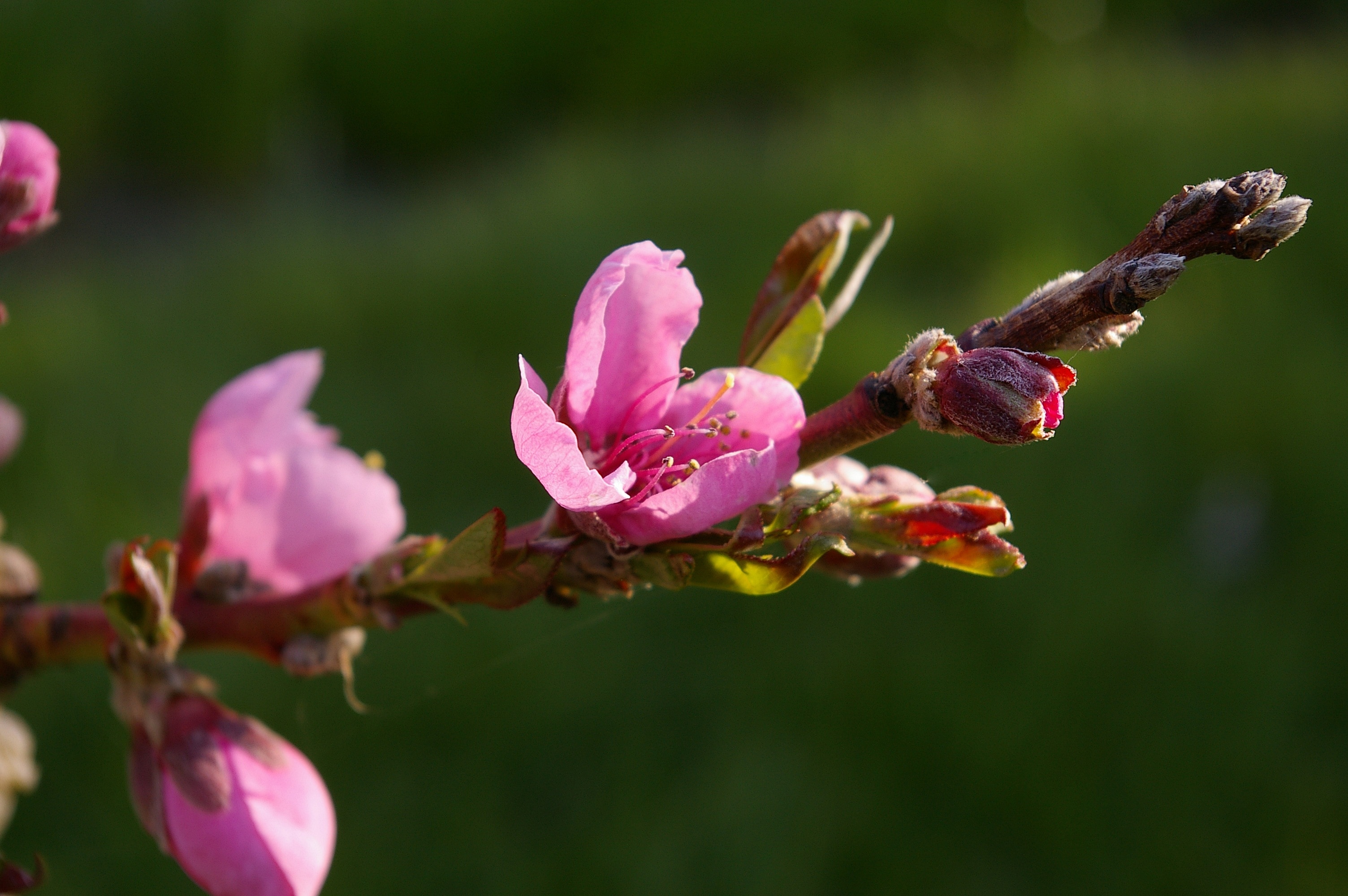 Spring, Peach Tree, Peach Blossom, flower, fragility