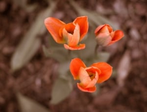 3 red petaled flowers thumbnail