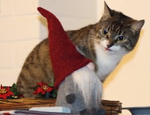 cat, christmas, toy thumbnail