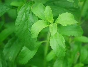 Leaf, Stevia, Sweetness, Sugar Plant, green color, leaf thumbnail