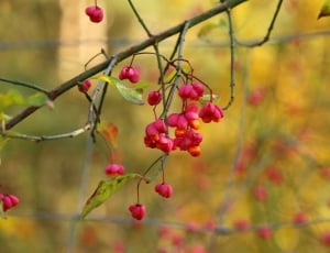 Bloom, Autumn, Blossom, Spindle, fruit, growth thumbnail