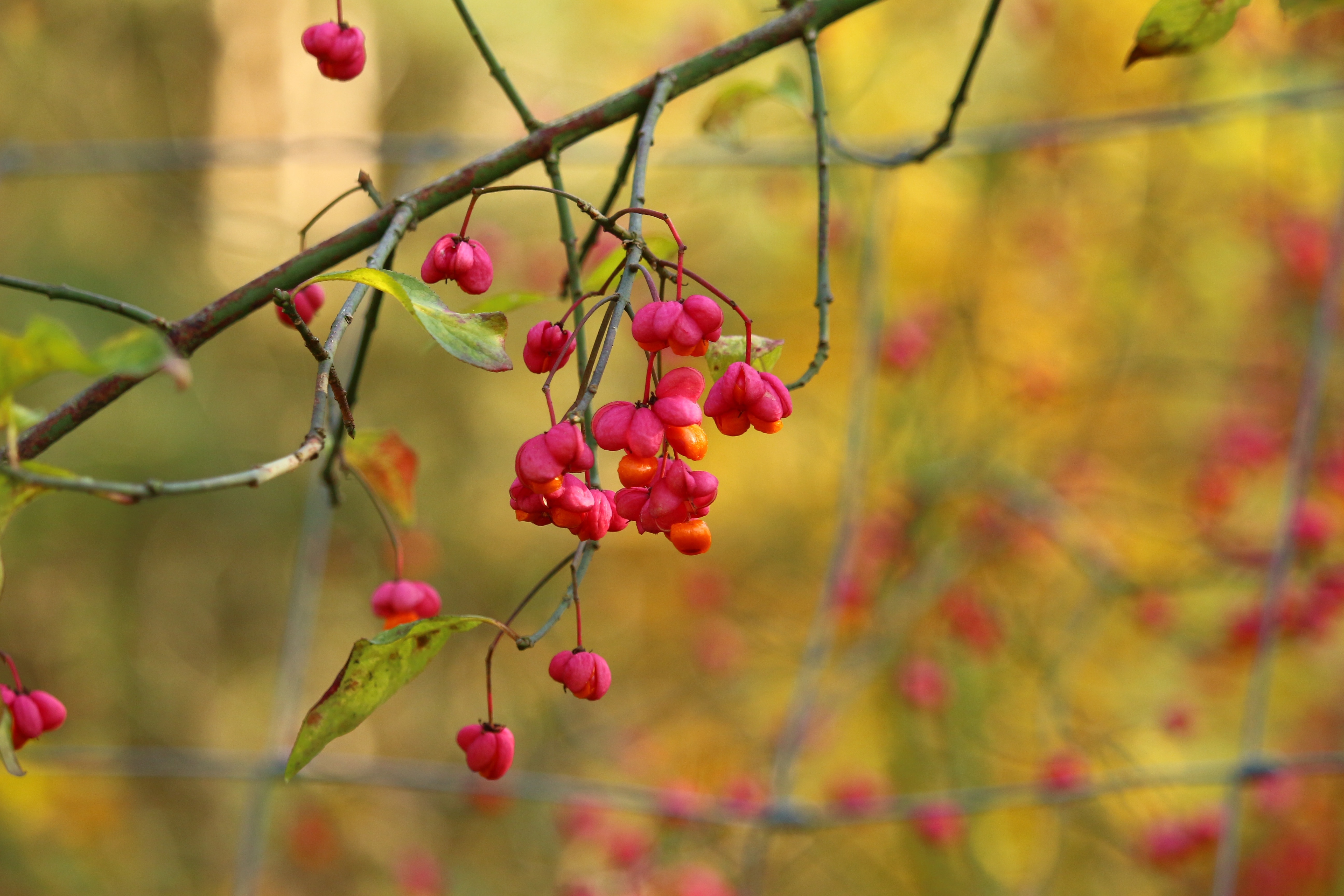 Bloom, Autumn, Blossom, Spindle, fruit, growth
