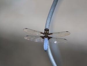 grey dragonfly thumbnail