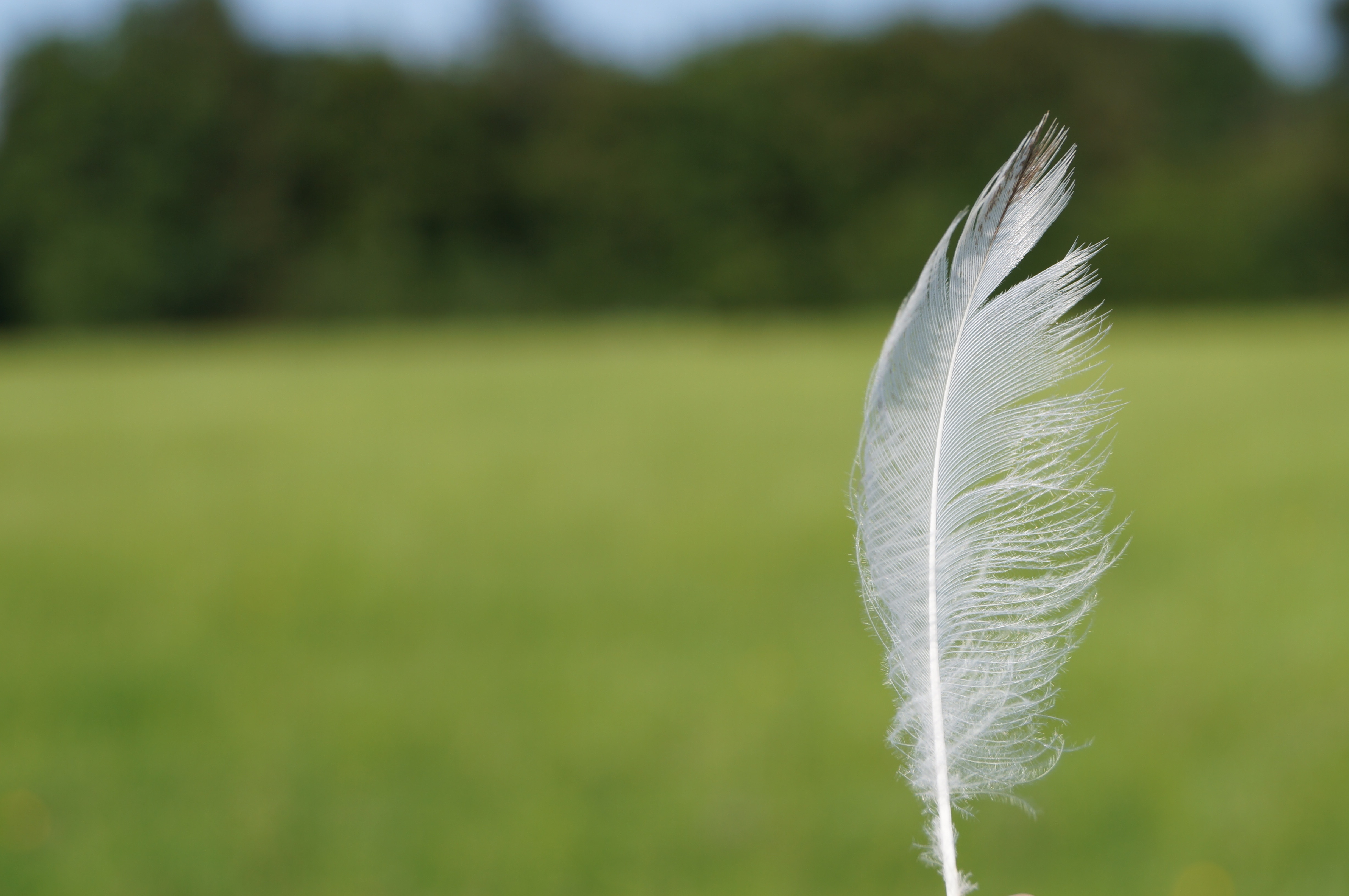tilt shift photography of white feather  in front of green field during daytime
