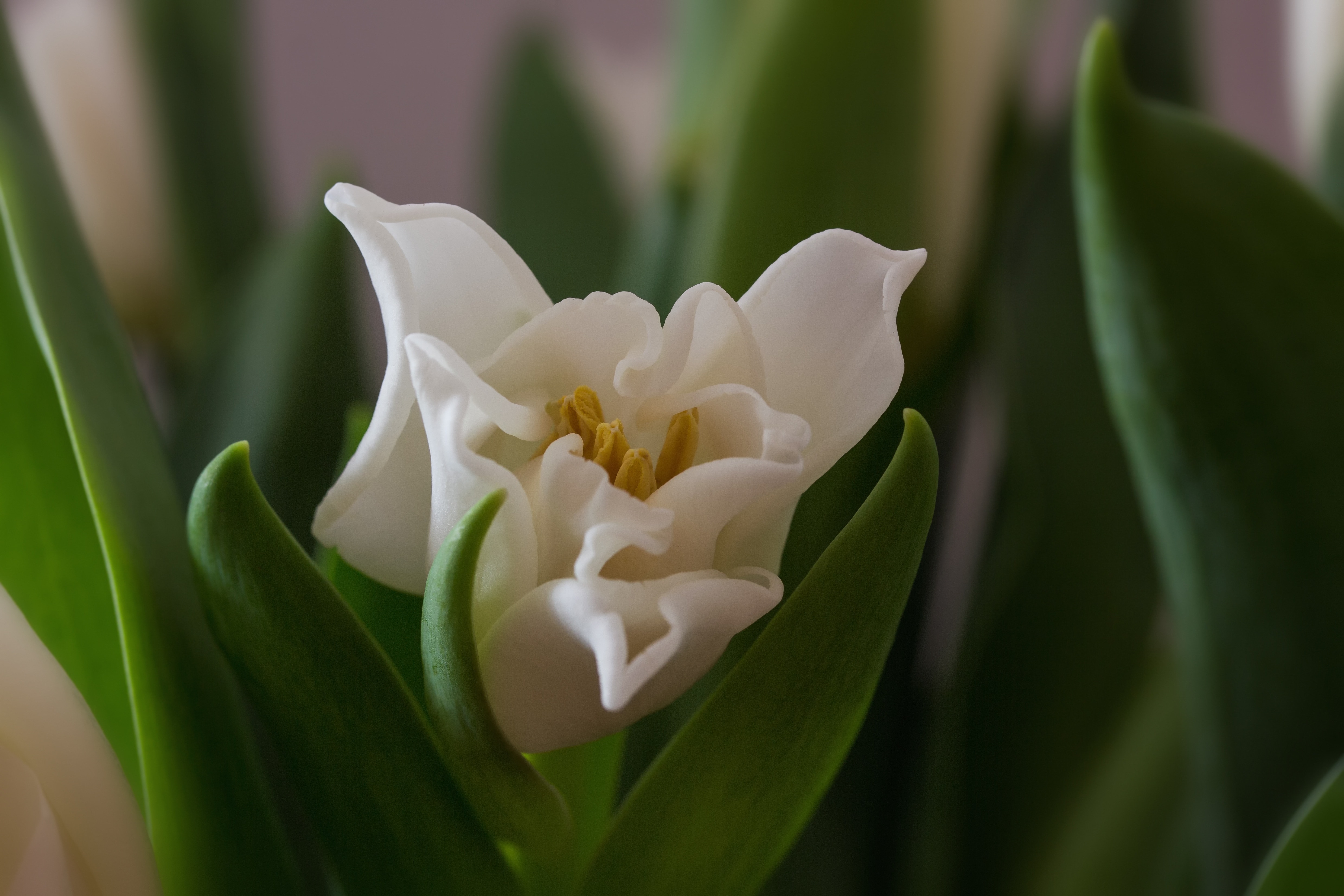 White Tulips, Spring, Tulips, flower, petal