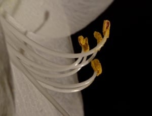 white amaryllis flower thumbnail