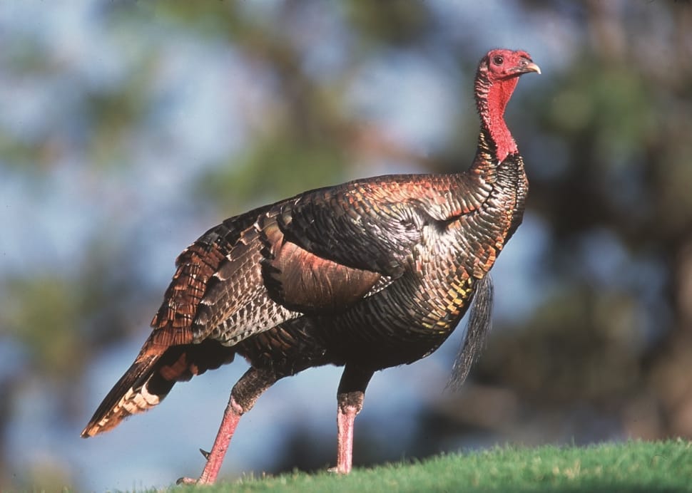 brown and red turkey preview