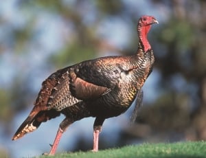 brown and red turkey thumbnail
