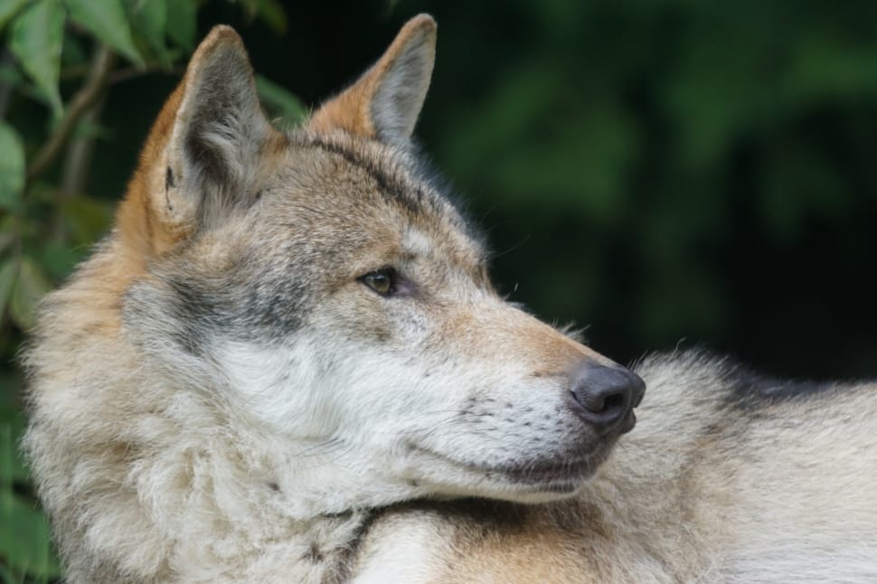 Predator, Wolf, European Wolf, Dormant, one animal, animal wildlife preview