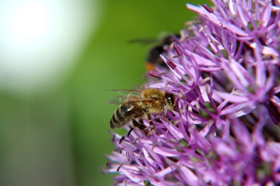 honey bee and purple petaled flower preview