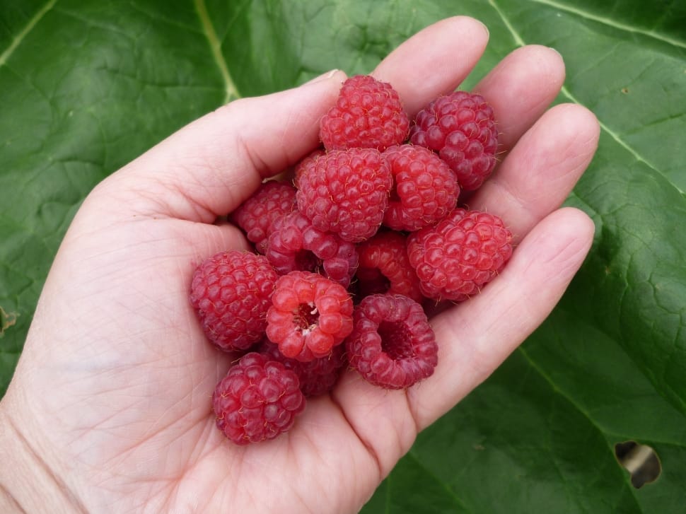 raspberry fruits preview