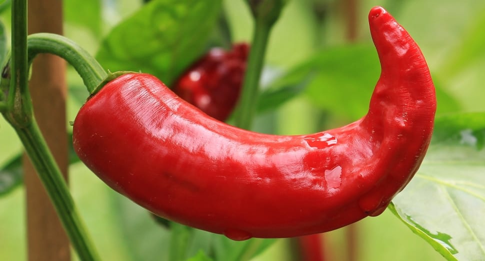 red chili preview