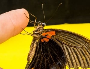 micro butterfly photography thumbnail