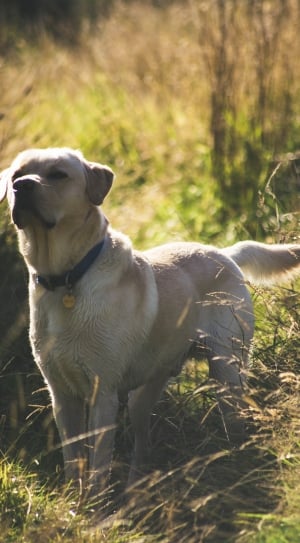 yellow labrador retriever on green grass field thumbnail