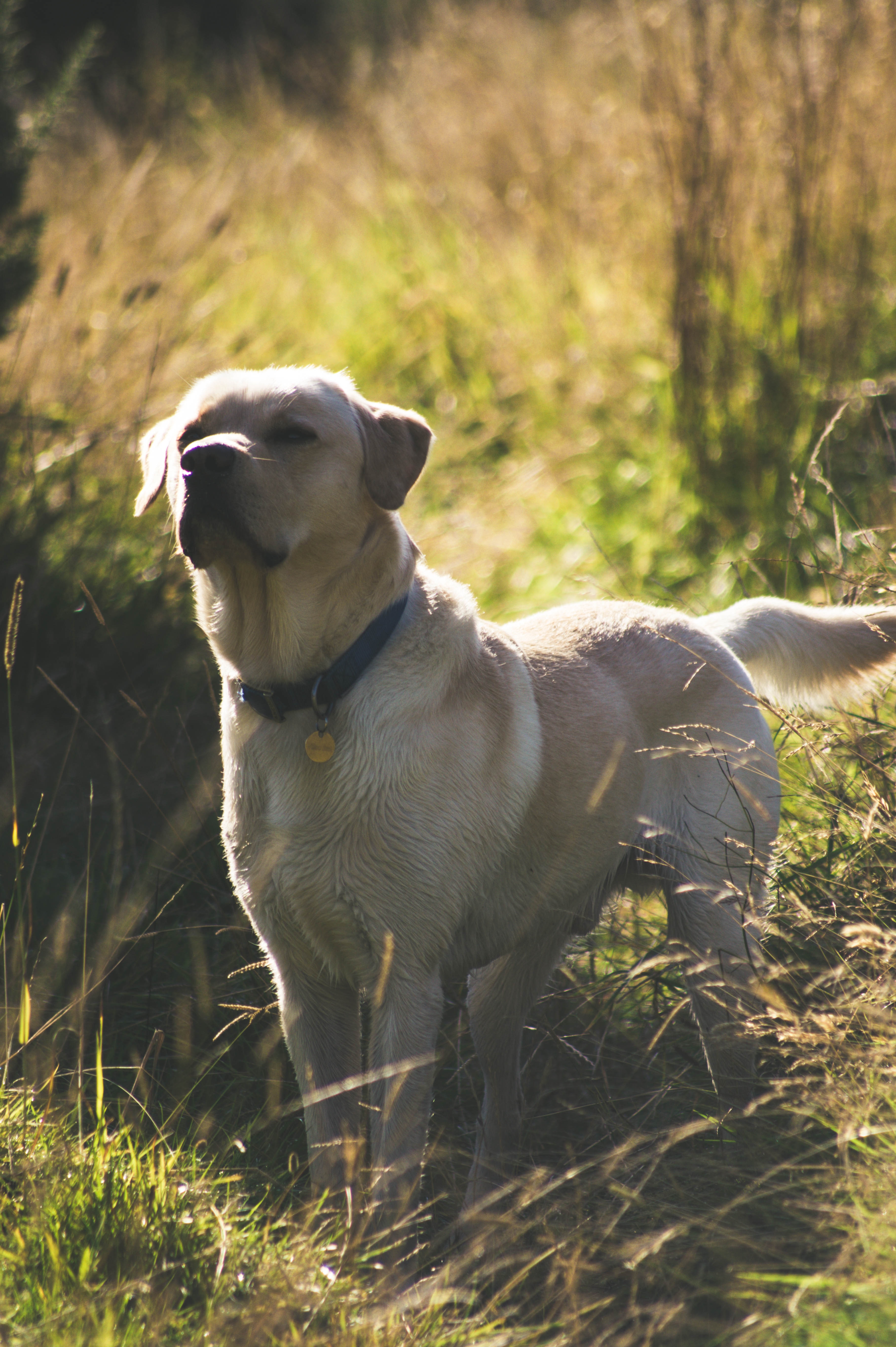 yellow labrador retriever on green grass field