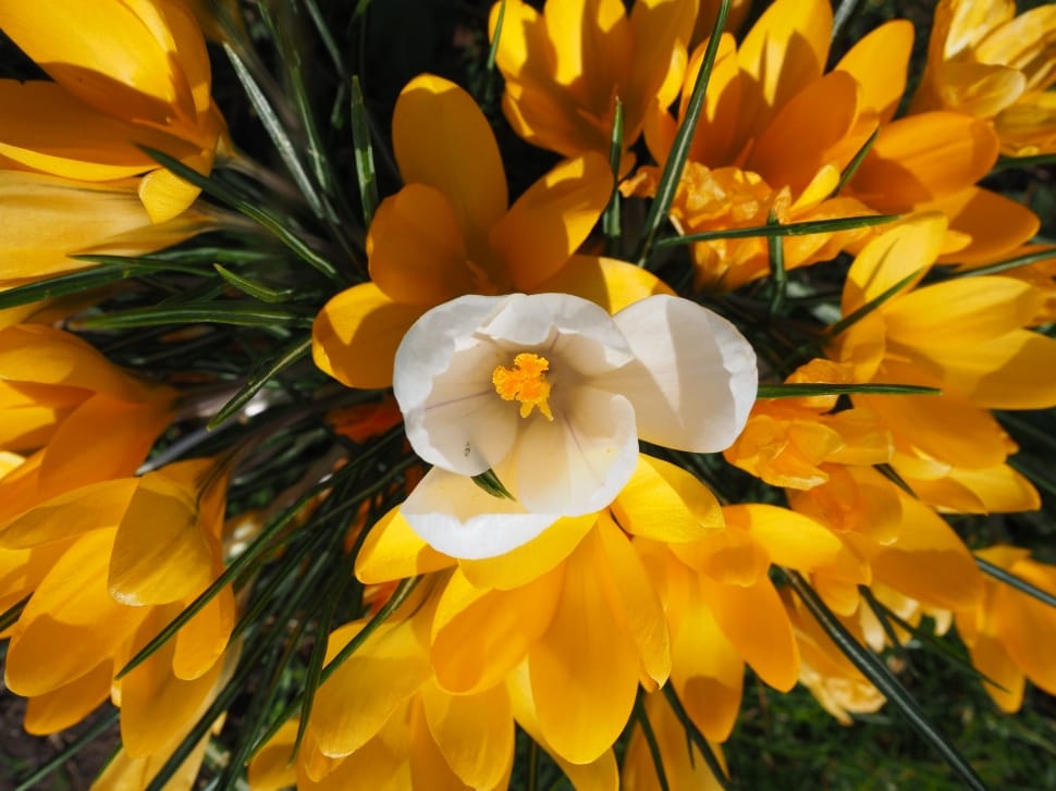 Centrally, Individually, Crocus, White, flower, petal preview