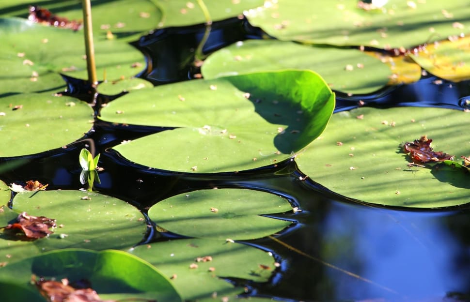 Water Lily, Leaves, Water Flower, green color, leaf preview