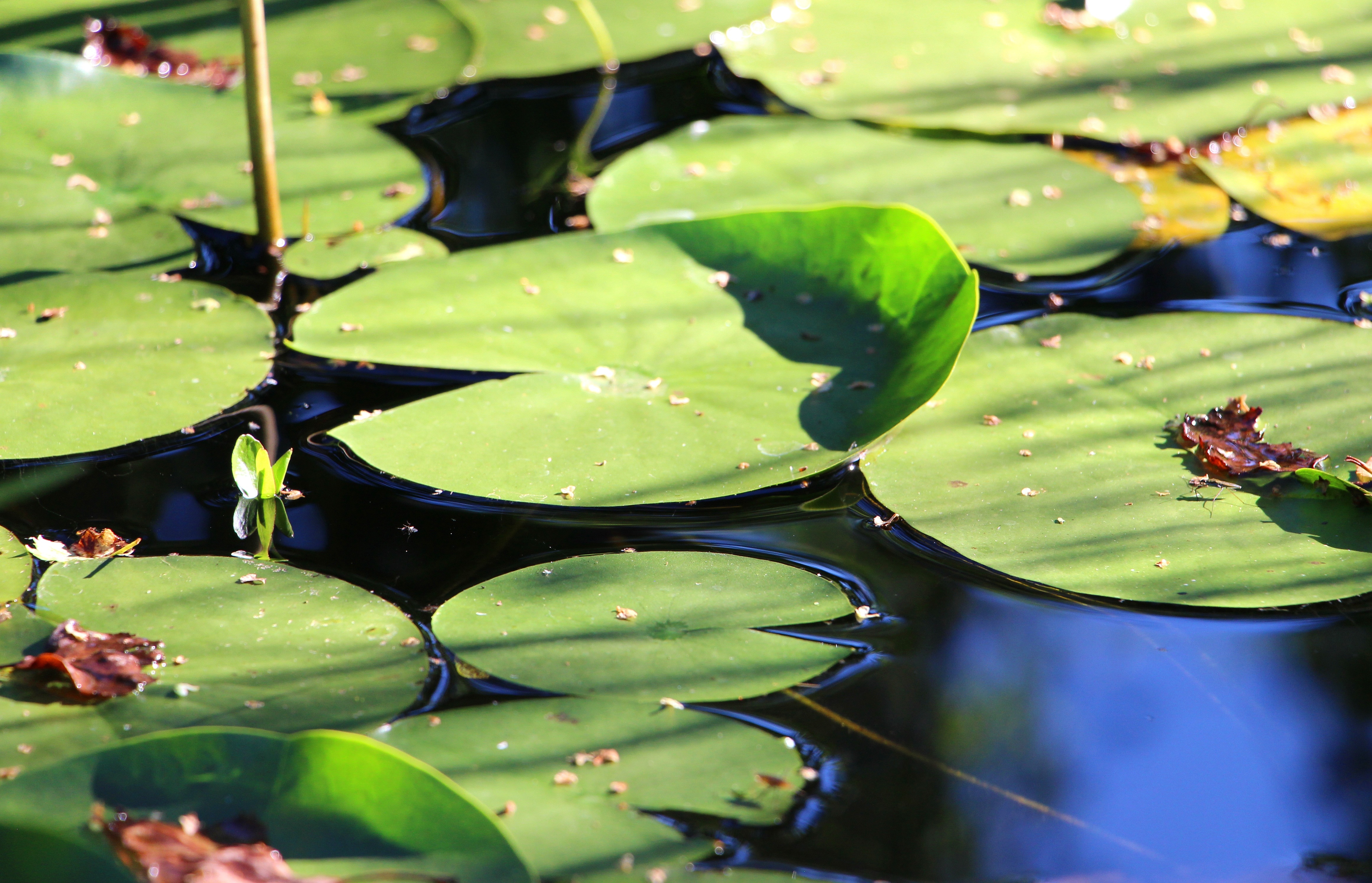 Water Lily, Leaves, Water Flower, green color, leaf