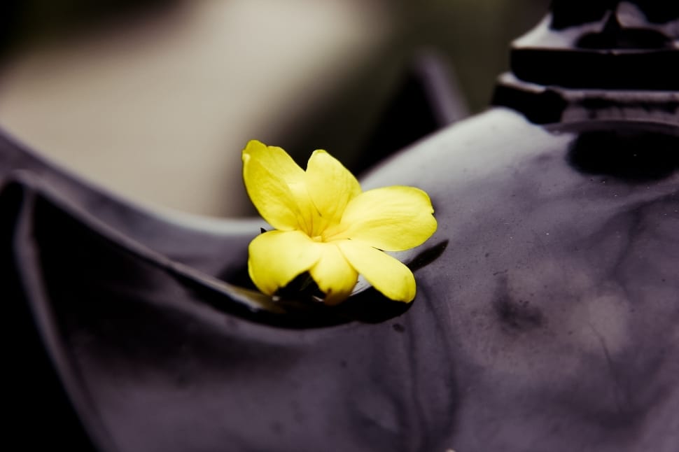 Spring, Flower, Yellow, Black, Lamp, flower, yellow preview