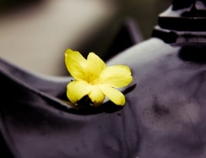 Spring, Flower, Yellow, Black, Lamp, flower, yellow thumbnail