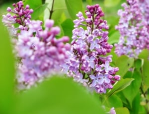 pink lilac flowers thumbnail