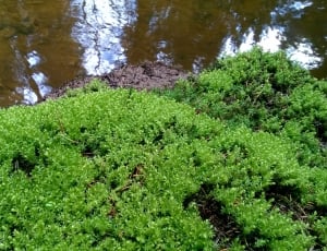 Forest, Moss, Water, Bach, green color, nature thumbnail