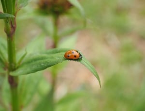 ladybug beetle on green leaf selective photography during daytime thumbnail