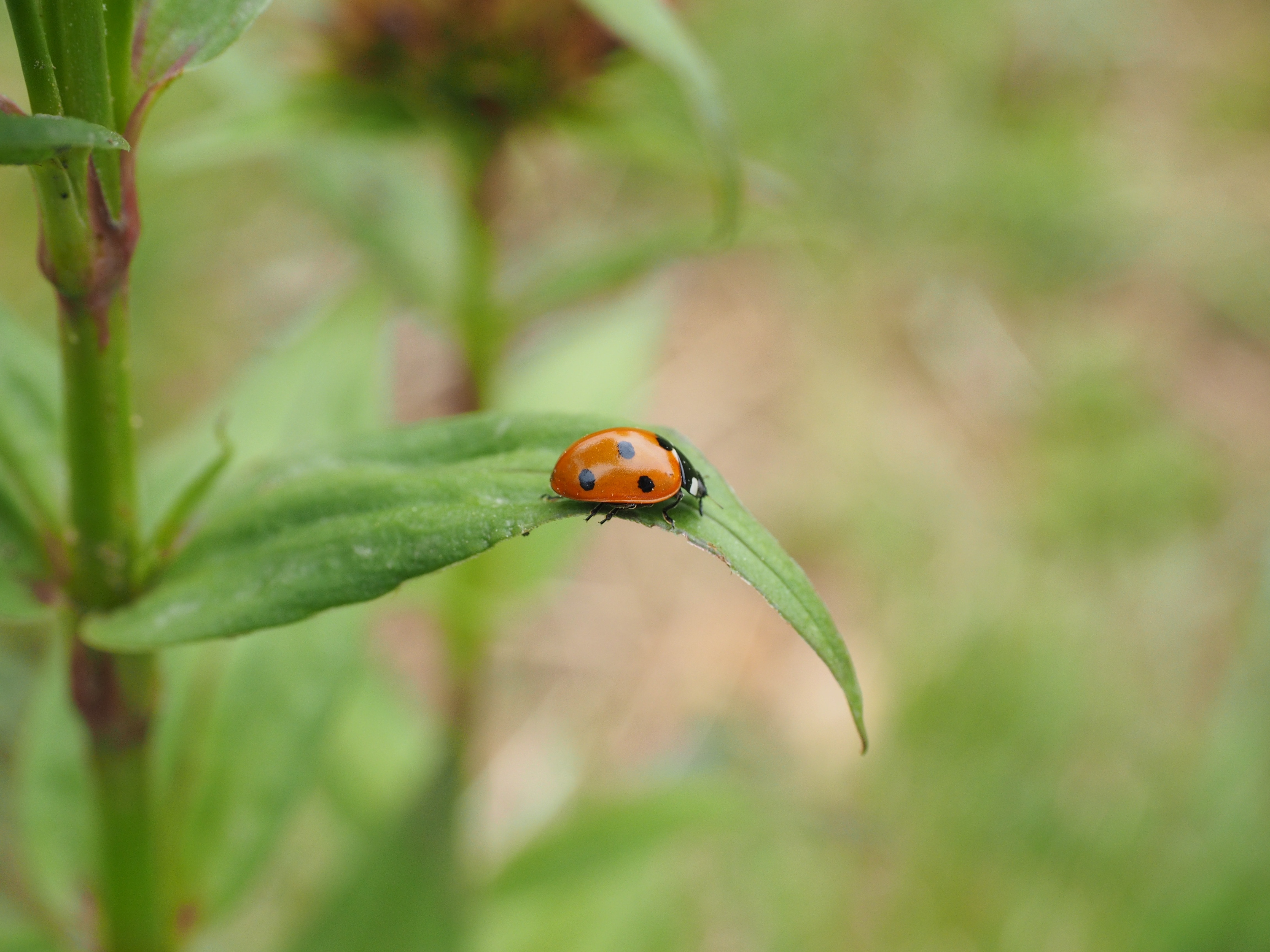 ladybug beetle on green leaf selective photography during daytime