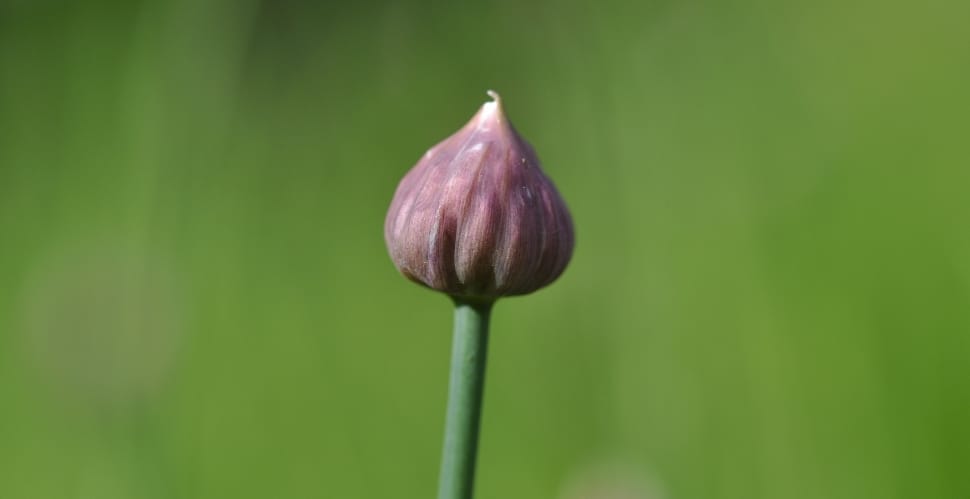 purple flower bud photography preview