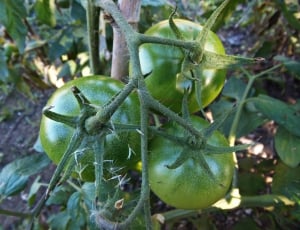 green tomatoes thumbnail