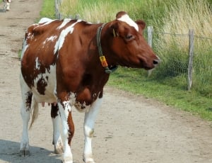Roan, Cow, Animal, domestic animals, livestock thumbnail