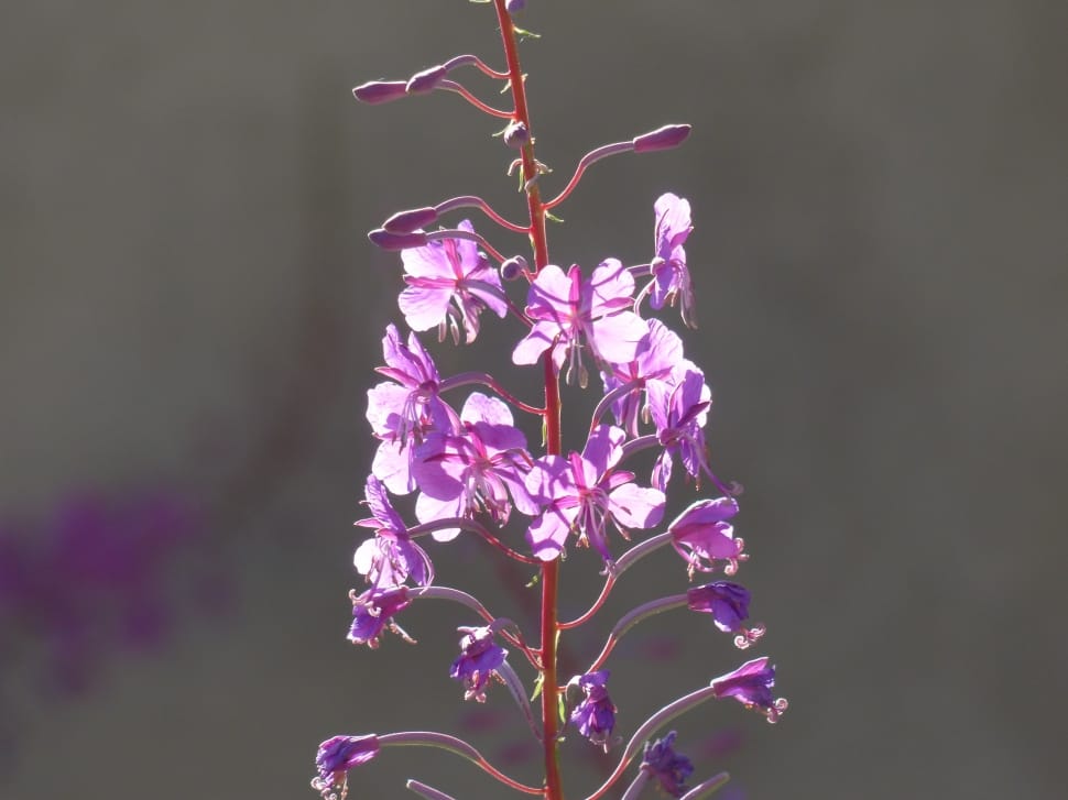 Flower, Epilobium Angustifolium, Blossom, flower, purple preview