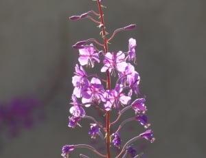 Flower, Epilobium Angustifolium, Blossom, flower, purple thumbnail