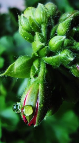 closeup photography of green flower thumbnail