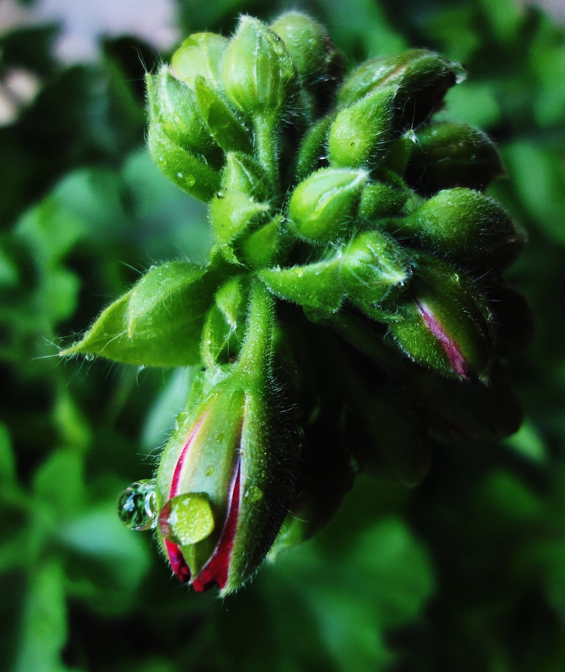 closeup photography of green flower