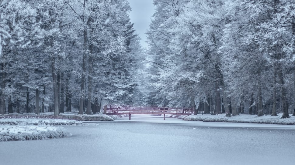 snow covered trees near body of water preview
