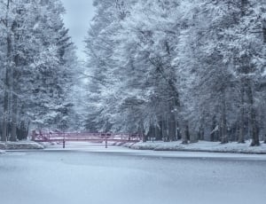 snow covered trees near body of water thumbnail
