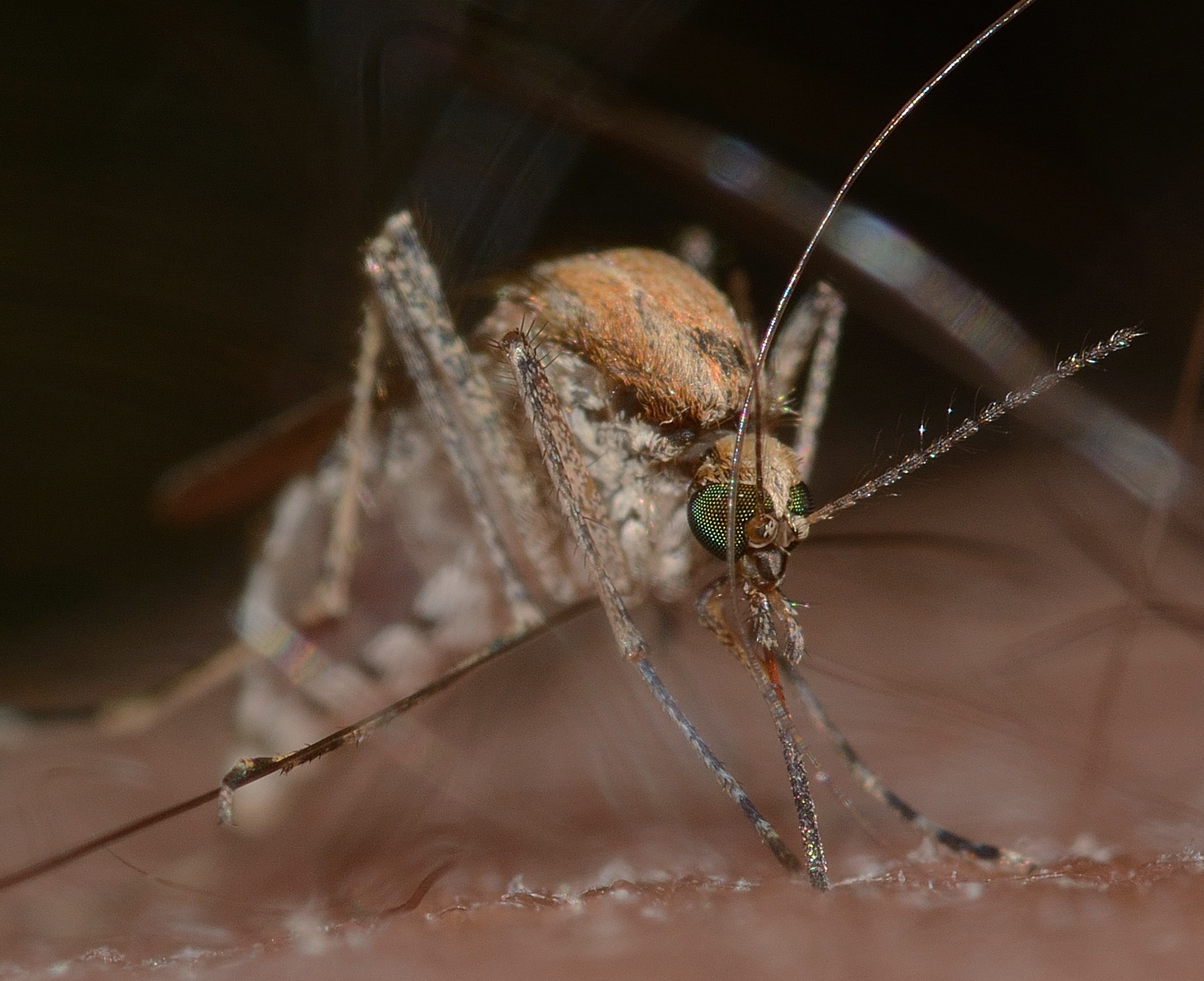 brown mosquito