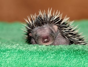 hedgehog sleeping on green textile thumbnail
