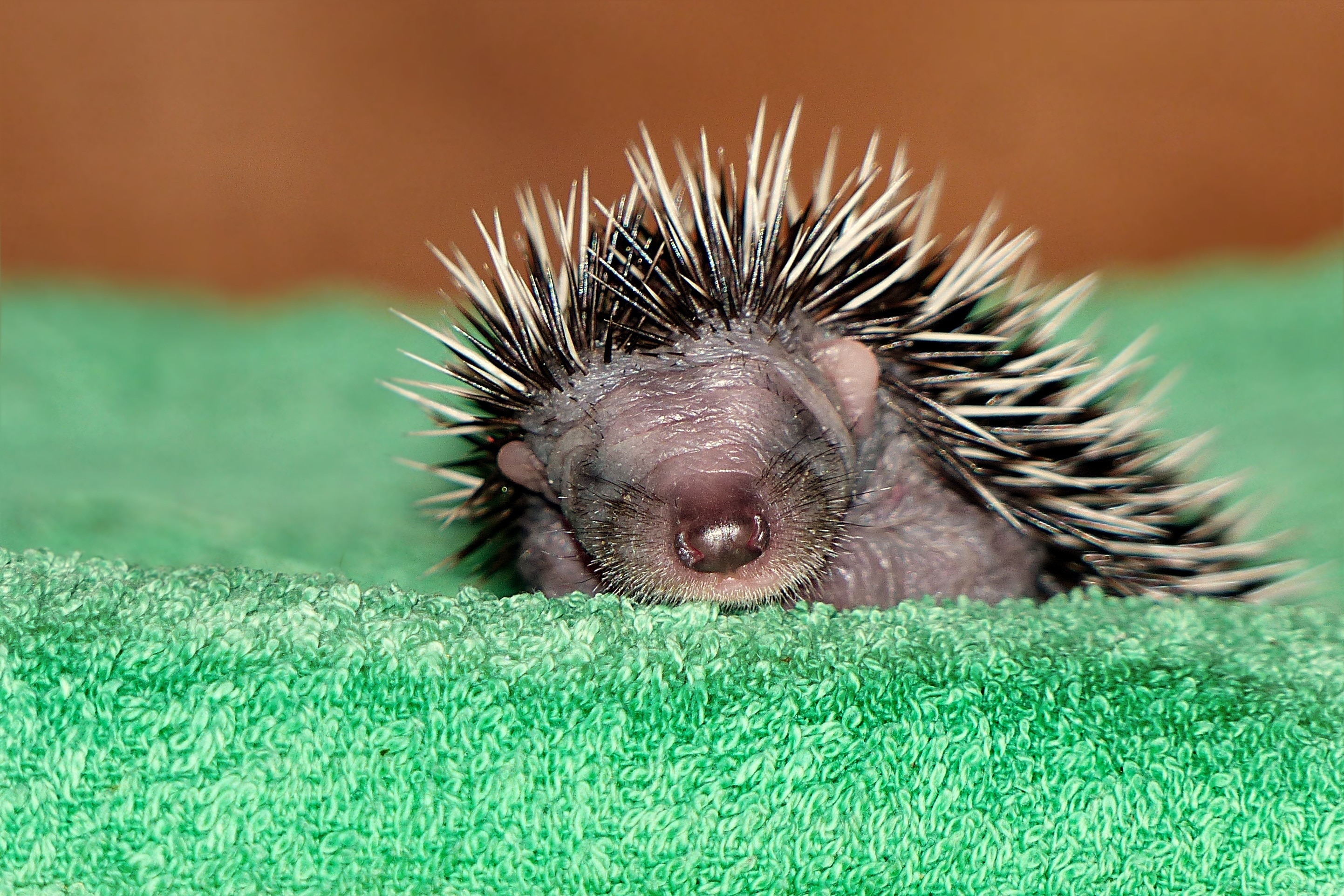 hedgehog sleeping on green textile